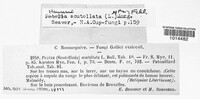 Scutellinia scutellata image